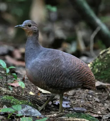 File:Crypturellus noctivagus 454513221.jpg