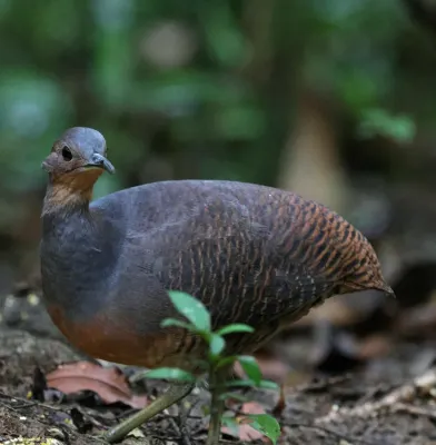 File:Crypturellus noctivagus 454513191.jpg