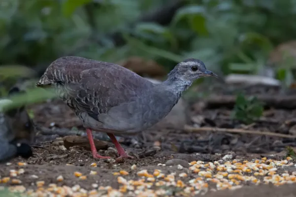 File:Crypturellus transfasciatus 323098208.jpg