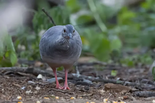File:Crypturellus transfasciatus 323098434.jpg