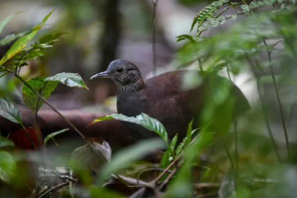 File:Crypturellus boucardi 176516081.jpg