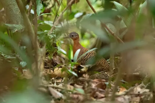 File:Crypturellus variegatus 346736950.jpg