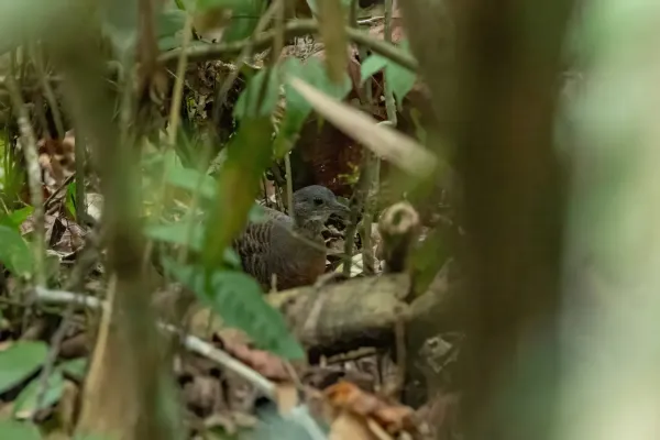 File:Crypturellus bartletti 346767408.jpg