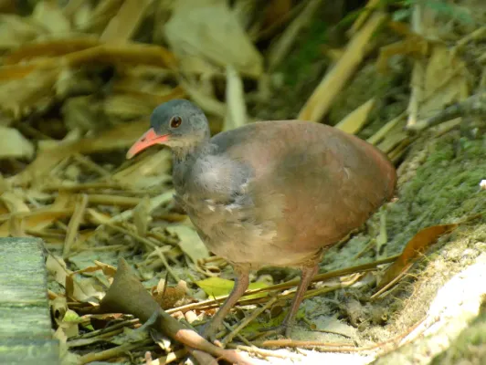 File:Crypturellus tataupa 351805584.jpg
