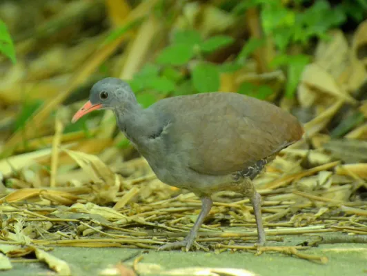 File:Crypturellus tataupa 351805587.jpg