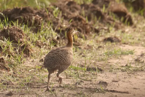 File:Rhynchotus rufescens 434930824.jpg