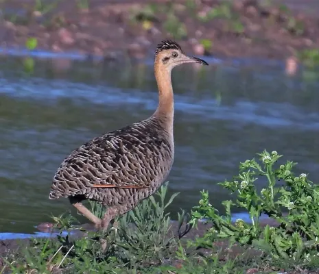 File:Rhynchotus rufescens 243513752.jpg