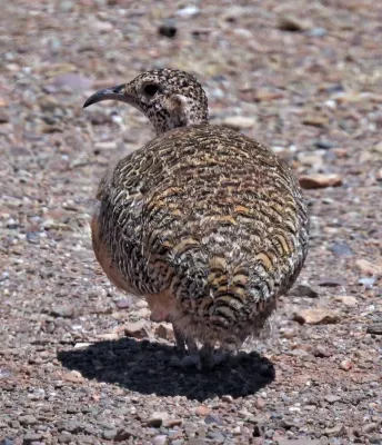 File:Nothoprocta ornata 243510360.jpg