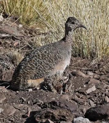 File:Nothoprocta ornata 243509549.jpg