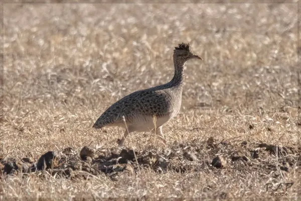 File:Nothoprocta cinerascens 393645522.jpg