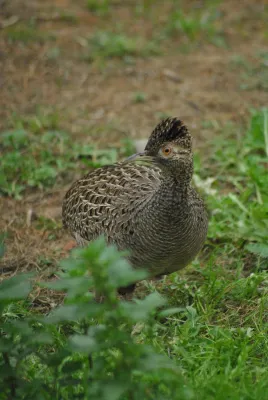 File:Nothoprocta cinerascens 312687804.jpg