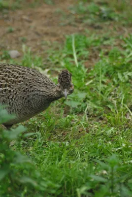 File:Nothoprocta cinerascens 312687840.jpg