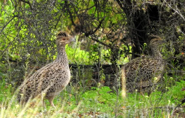 File:Nothoprocta cinerascens 116405085.jpg