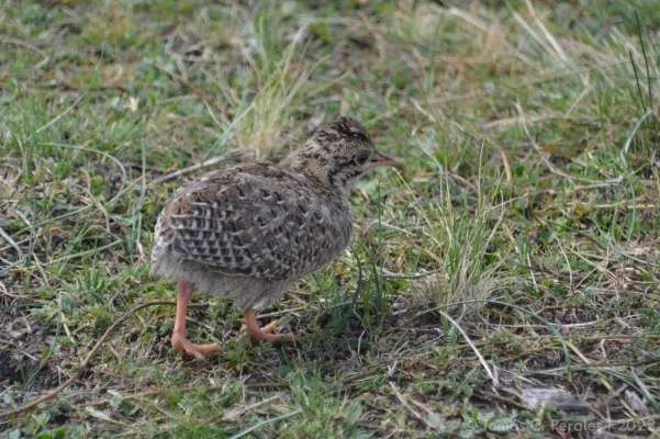 File:Nothoprocta pentlandii 266076636.jpg