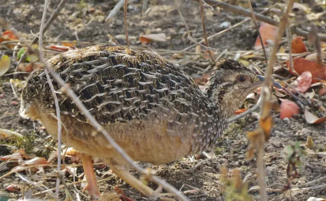 File:Nothoprocta pentlandii 16225982.jpg
