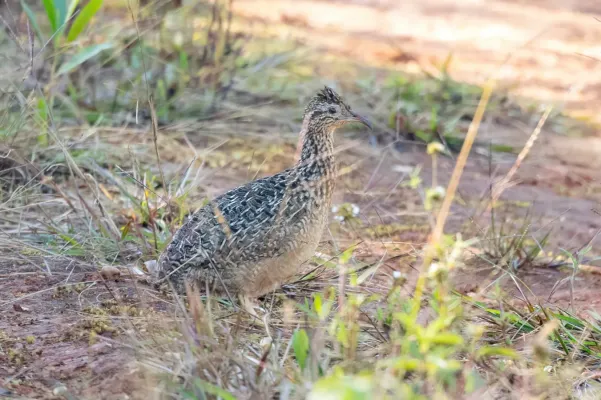 File:Nothoprocta curvirostris 197834753.jpg