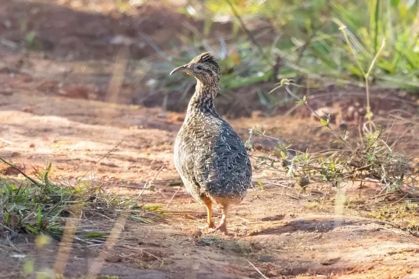 File:Nothoprocta curvirostris 197834823.jpg