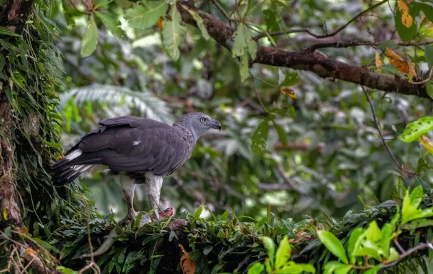 File:Grey-headed fish eagle (Icthyophaga ichthyaetus) DSC2025.jpg