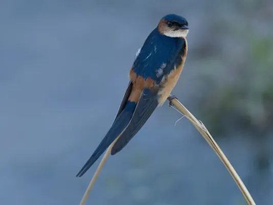 File:Cecropis melanocrissus 174121234.jpg