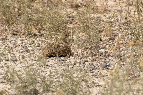 File:Nothura darwinii 260560932.jpg