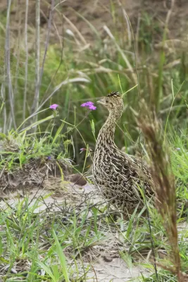 File:Nothura maculosa 438451573.jpg