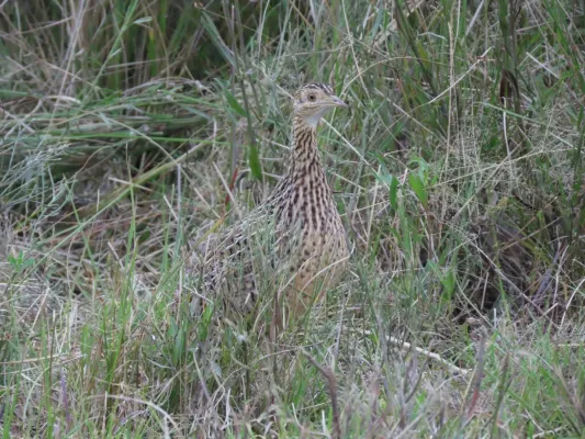 File:Nothura maculosa 394981605.jpg