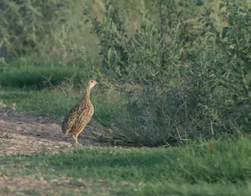 File:Nothura maculosa 420207356.jpg