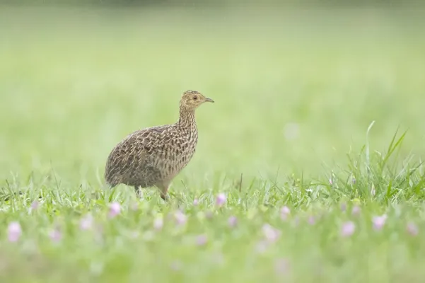 File:Nothura maculosa 418729726.jpg