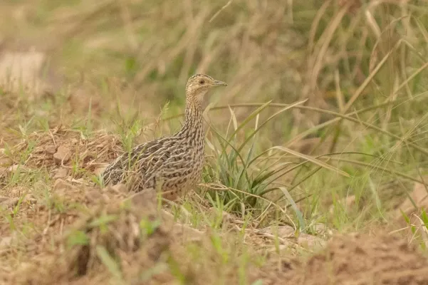 File:Nothura maculosa 418729564.jpg