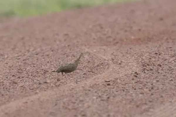 File:Nothura maculosa 418729473.jpg