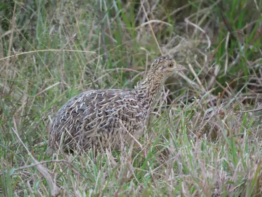 File:Nothura maculosa 394981658.jpg