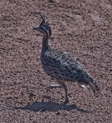 File:Eudromia formosa 246891854.jpg