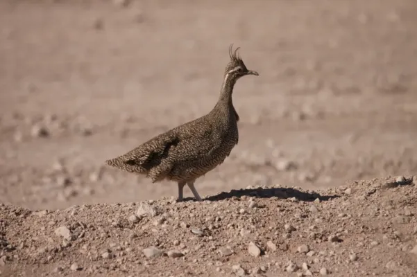 File:Eudromia elegans 440745069.jpg