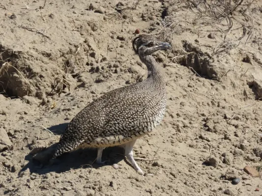 File:Eudromia elegans 367851161.jpg