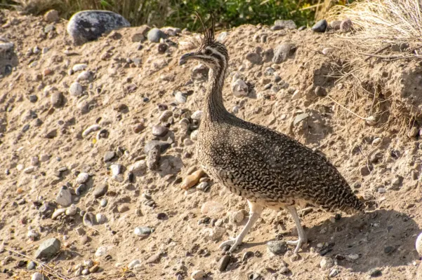 File:Eudromia elegans 259895652.jpg