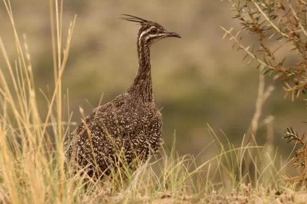 File:Eudromia elegans 253810096.jpg