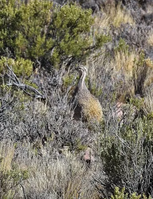 File:Tinamotis pentlandii 243647011.jpg