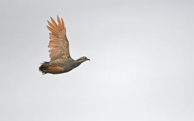 File:Tinamotis ingoufi 382467564.jpg