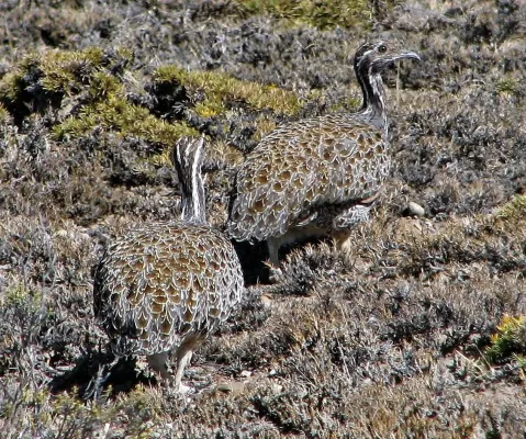 File:Tinamotis ingoufi 243645270.jpg