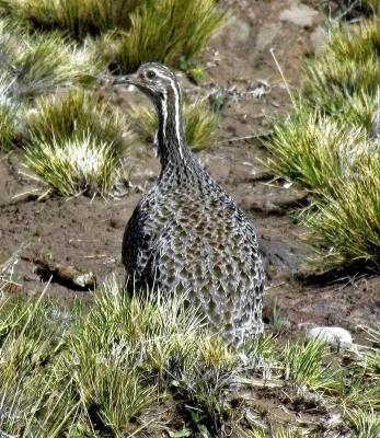 File:Tinamotis ingoufi 243645032.jpg