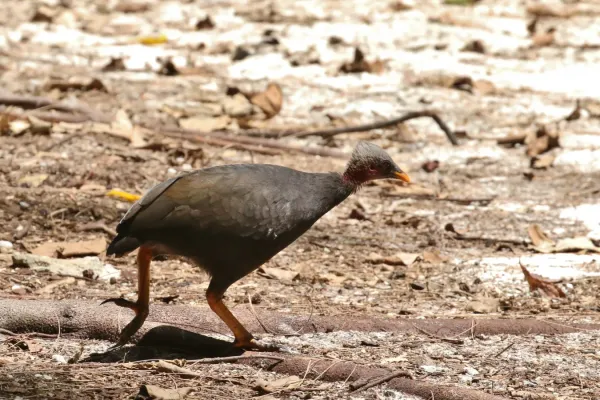 File:Megapodius laperouse senex 39850471.jpg