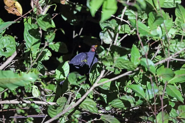 File:Megapodius geelvinkianus 3043514.jpg