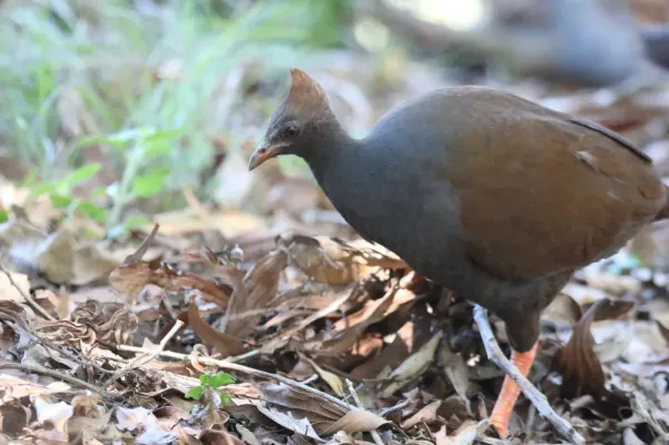 File:Megapodius reinwardt 335468870.jpg