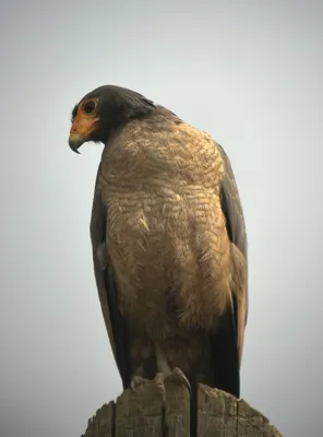 File:Buteogallus aequinoctialis 431199767.jpg