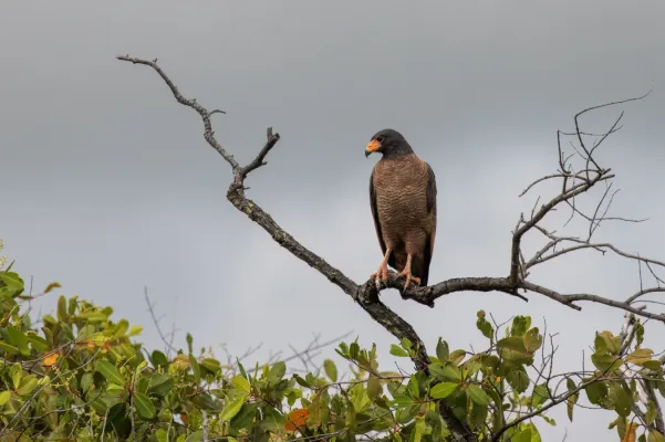 File:Buteogallus aequinoctialis 343293518.jpg