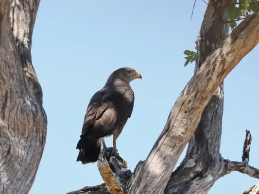 File:Circaetus cinerascens 213699739.jpg