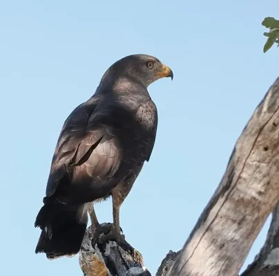 File:Circaetus cinerascens 213699739 (cropped).jpg