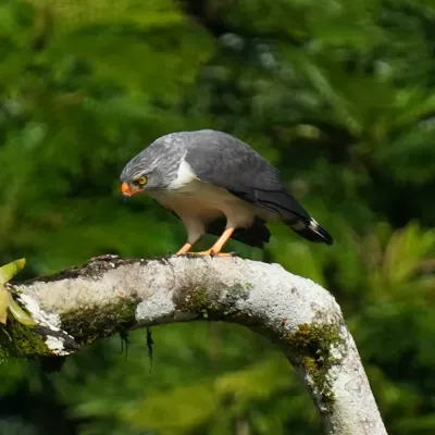 File:Leucopternis semiplumbeus 448948400.jpg