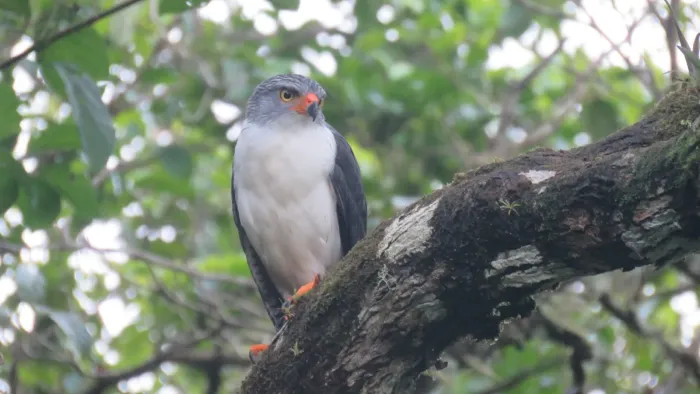 File:Leucopternis semiplumbeus 217012380.jpg