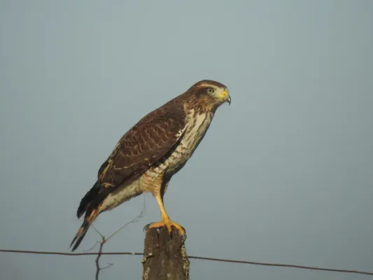 File:Rupornis magnirostris 454377456.jpg